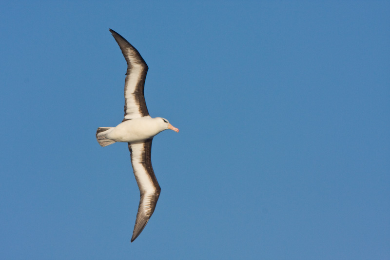 Black-Browed Albatross In Flight